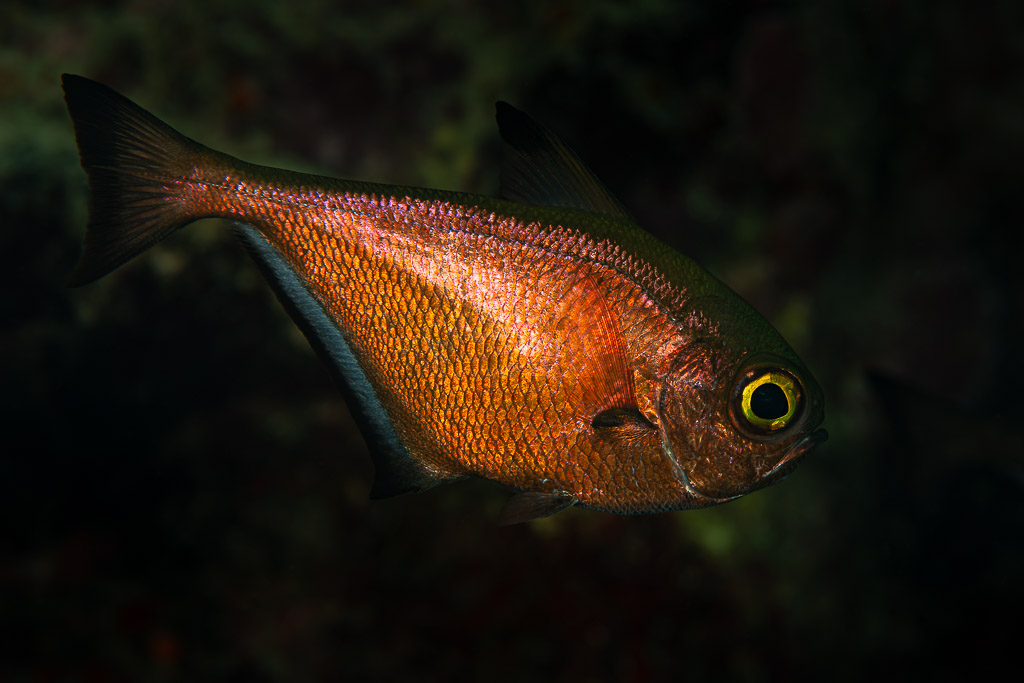 Copper-coloured sweeper fish facing right on black background, Shaab Marsa Alam, Red Sea, Egypt