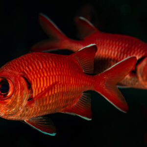 Two blotcheye soldierfish swimming together on black background, Shaab Marsa Alam, Red Sea, Egypt