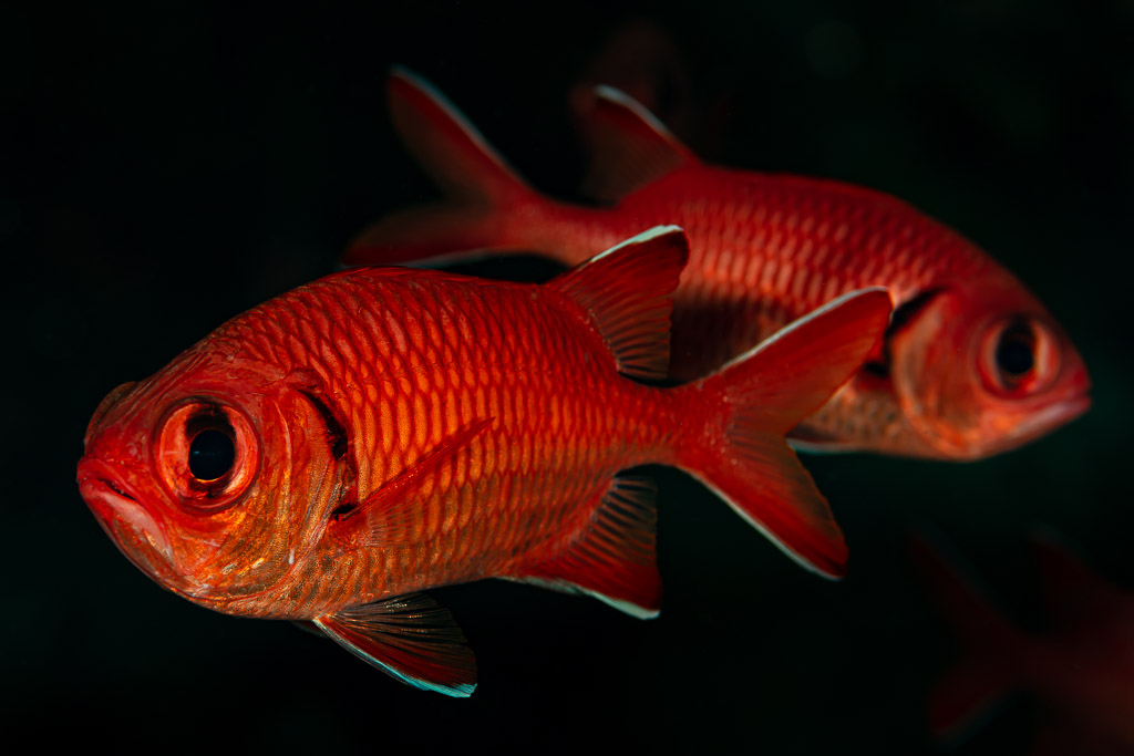 Two blotcheye soldierfish swimming together on black background, Shaab Marsa Alam, Red Sea, Egypt