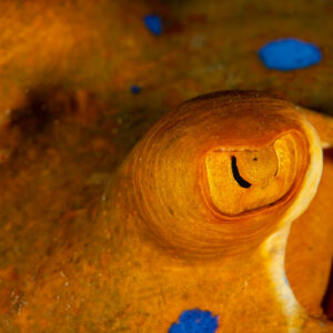 Macro of a bluespotted ribbontail ray eye with orange skin, Shaab Marsa Alam, Red Sea, Egypt