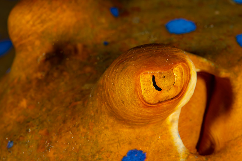 Macro of a bluespotted ribbontail ray eye with orange skin, Shaab Marsa Alam, Red Sea, Egypt