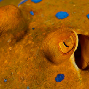 Yeux et évent d’une raie pastenague à points bleus en gros plan, Shaab Marsa Alam, mer Rouge, Égypte