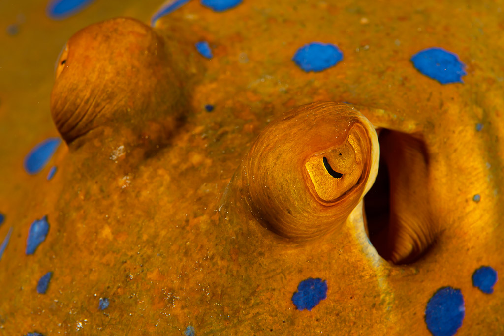Bluespotted ribbontail ray eyes and spiracle in close-up, Shaab Marsa Alam, Red Sea, Egypt