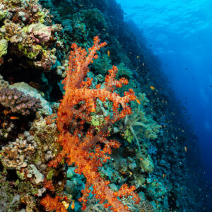 Corail mou orange sur un tombant, grand-angle vertical, Gota Soraya, mer Rouge, Égypte