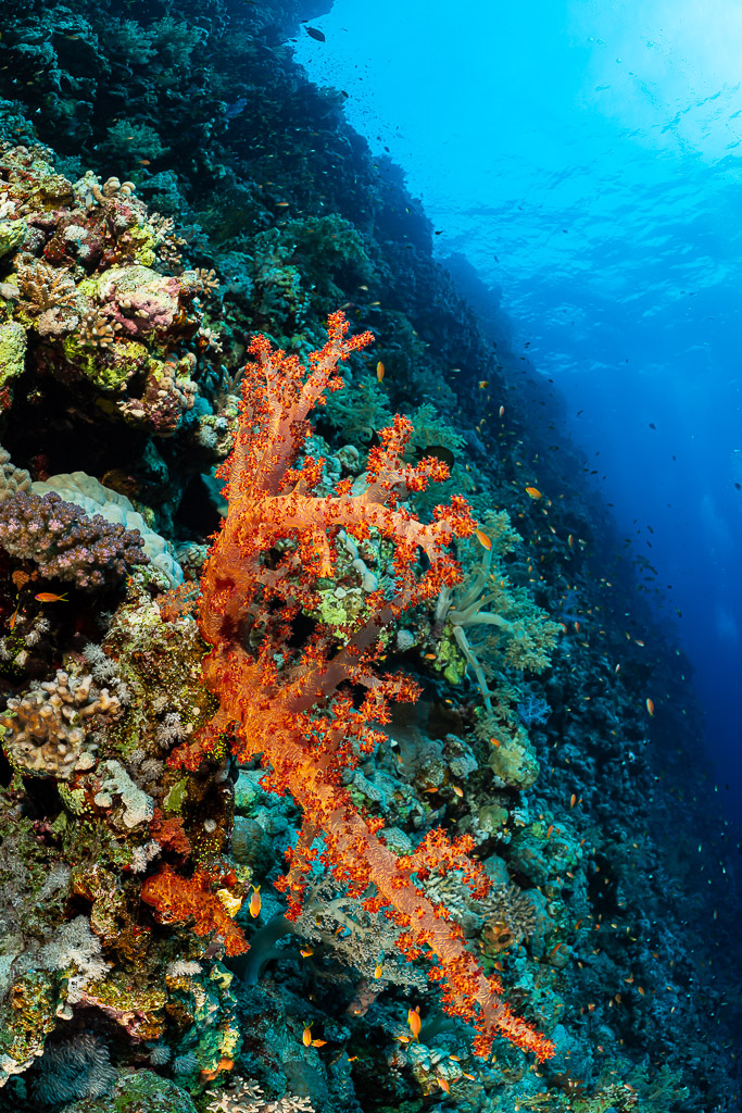 Corail mou orange sur un tombant, grand-angle vertical, Gota Soraya, mer Rouge, Égypte