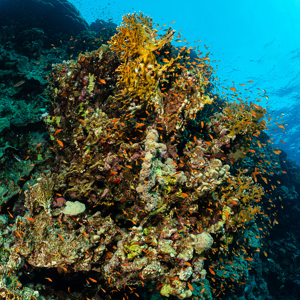 Coral pinnacle covered with hard corals and swarming anthias, Gota Soraya, Red Sea, Egypt