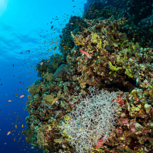 Tombant récifal avec une gorgone pâle et des anthias vers la surface, Gota Soraya, mer Rouge, Égypte