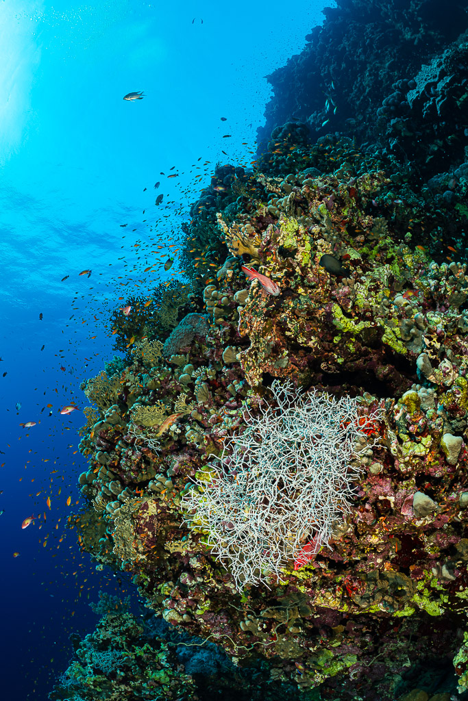 Reef wall with a pale sea fan and anthias toward the surface, Gota Soraya, Red Sea, Egypt