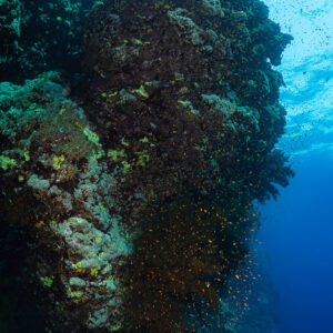 Dark coral pillar rising in blue water with clouds of anthias, Gota Soraya, Red Sea, Egypt