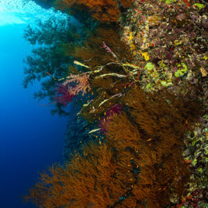 Bushy orange gorgonians on a vertical reef wall in blue water, Gota Soraya, Red Sea, Egypt
