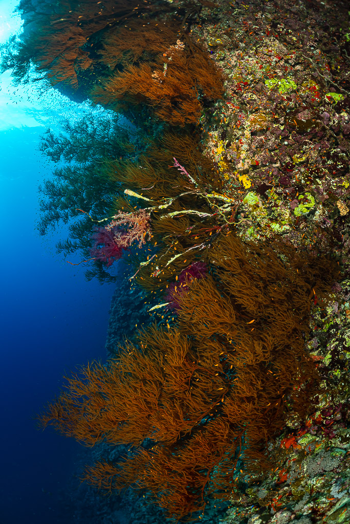 Bushy orange gorgonians on a vertical reef wall in blue water, Gota Soraya, Red Sea, Egypt