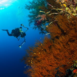 Diver photographing among bushy orange gorgonians on a reef wall, Gota Soraya, Red Sea, Egypt