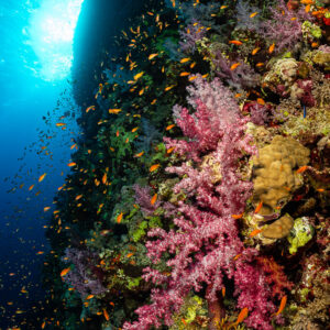 Corail mou rose et anthias sur un tombant à contre-jour du soleil, Gota Soraya, mer Rouge, Égypte