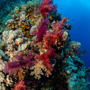 Coral pinnacle draped in red and purple soft corals, Habili Gafar, Red Sea, Egypt