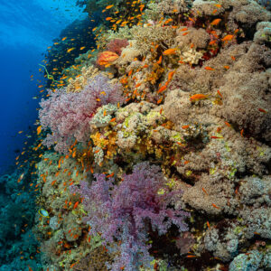 Coral pinnacle with lilac soft corals and anthias against blue, Habili Gafar, Red Sea, Egypt