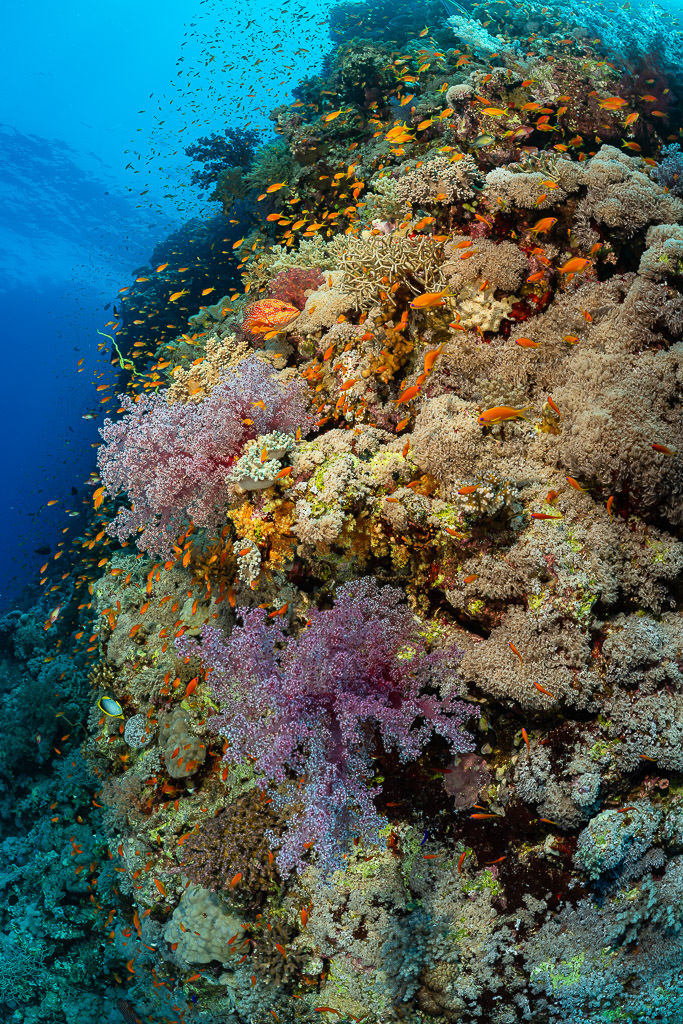 Coral pinnacle with lilac soft corals and anthias against blue, Habili Gafar, Red Sea, Egypt