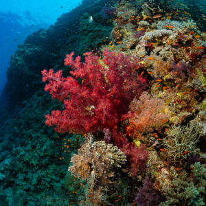 Large red soft coral on a reef slope in wide angle, Habili Gafar, Red Sea, Egypt