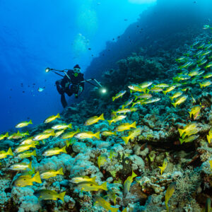 Diver with lights facing a large school of yellow snappers over the reef, Habili Gafar, Red Sea, Egypt