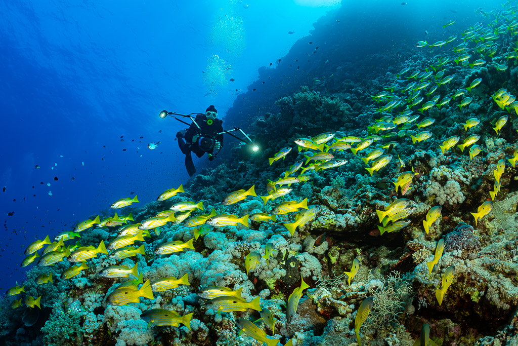 Diver with lights facing a large school of yellow snappers over the reef, Habili Gafar, Red Sea, Egypt