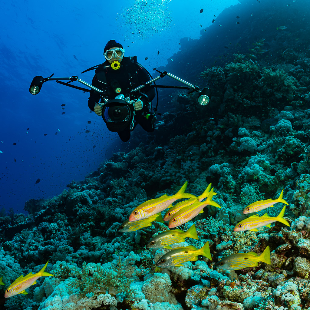 Underwater photographer with strobes facing camera above yellow snappers, Habili Gafar, Red Sea, Egypt