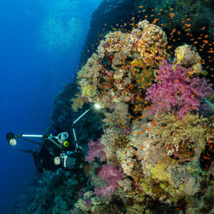 Diver lighting a pinnacle with pink soft corals and anthias, Habili Gafar, Red Sea, Egypt