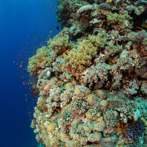 Rounded coral pinnacle of hard corals in blue water, vertical, Habili Gafar, Red Sea, Egypt