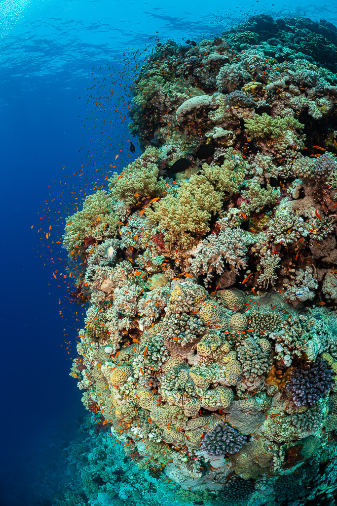Rounded coral pinnacle of hard corals in blue water, vertical, Habili Gafar, Red Sea, Egypt