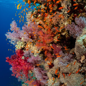 Pinnacle covered with red and pink soft corals and orange anthias, Habili Gafar, Red Sea, Egypt