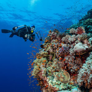 Diver approaching a colourful reef with sun bubbles above, Habili Gafar, Red Sea, Egypt