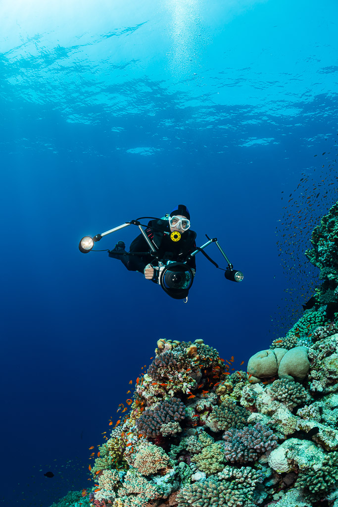 Diver with camera descending in blue water above the reef, Habili Gafar, Red Sea, Egypt