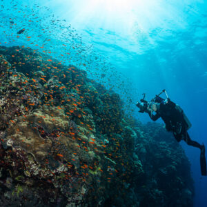 Diver photographing a large coral pinnacle with anthias in sunlight, Habili Gafar, Red Sea, Egypt