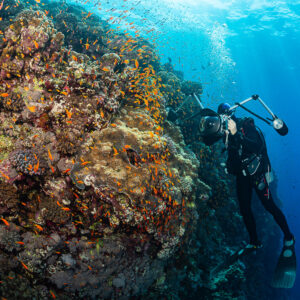 Diver beside a massive coral pinnacle covered in anthias, Habili Gafar, Red Sea, Egypt
