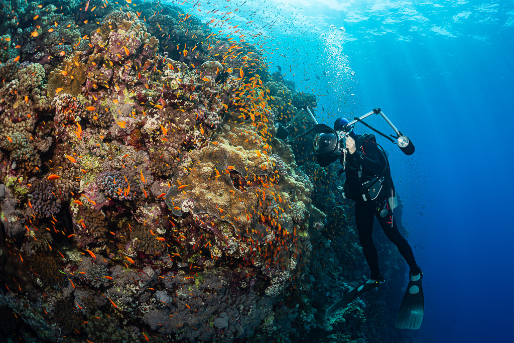 Diver beside a massive coral pinnacle covered in anthias, Habili Gafar, Red Sea, Egypt