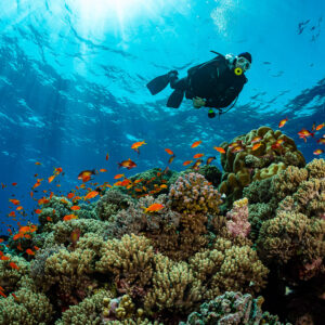 Diver swimming above reef top with orange anthias in sun rays, Habili Gafar, Red Sea, Egypt