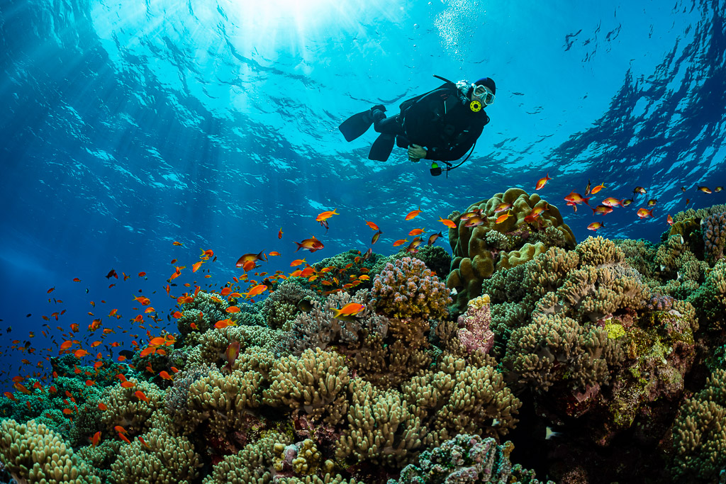 Diver swimming above reef top with orange anthias in sun rays, Habili Gafar, Red Sea, Egypt