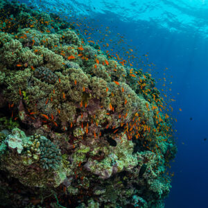 Coral pinnacle with anthias under the surface, vertical view, Habili Gafar, Red Sea, Egypt