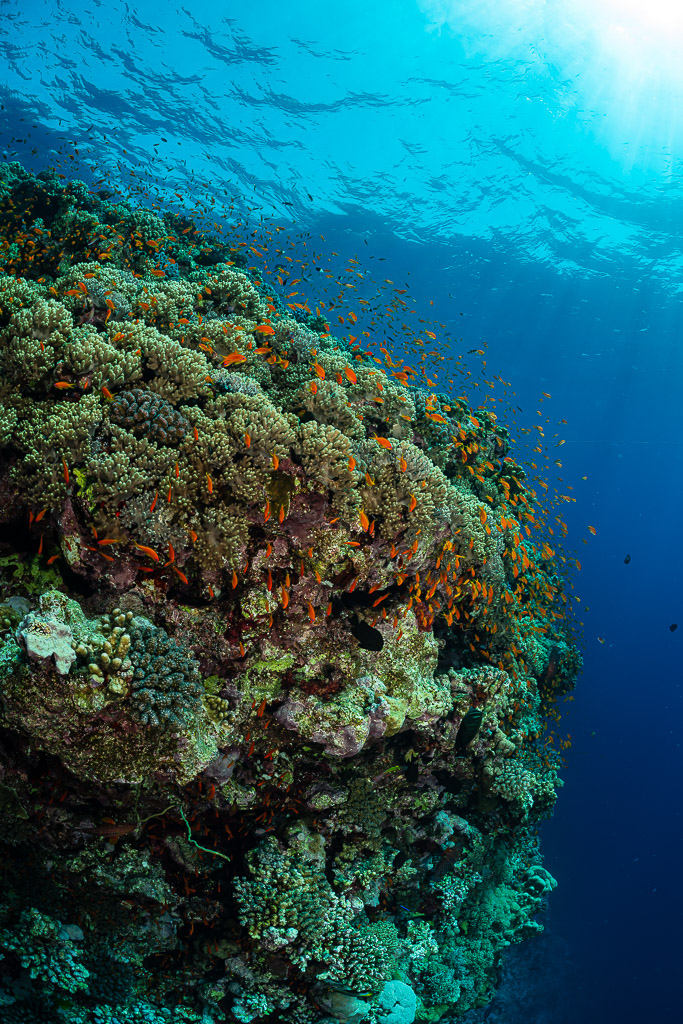 Coral pinnacle with anthias under the surface, vertical view, Habili Gafar, Red Sea, Egypt