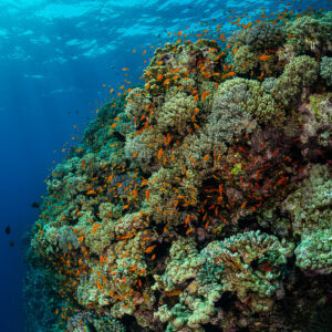 Rounded coral head with anthias rising toward light, vertical, Habili Gafar, Red Sea, Egypt