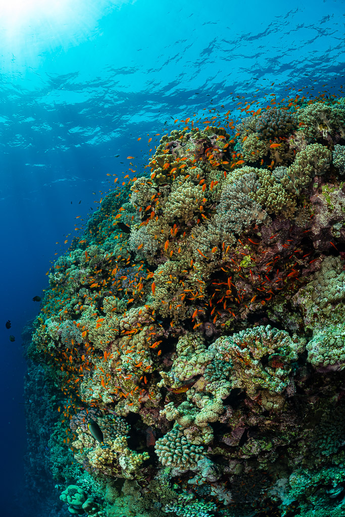 Rounded coral head with anthias rising toward light, vertical, Habili Gafar, Red Sea, Egypt