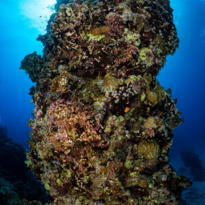 Tall coral pillar backlit by the sun, vertical wide angle, Um Arouk, Red Sea, Egypt