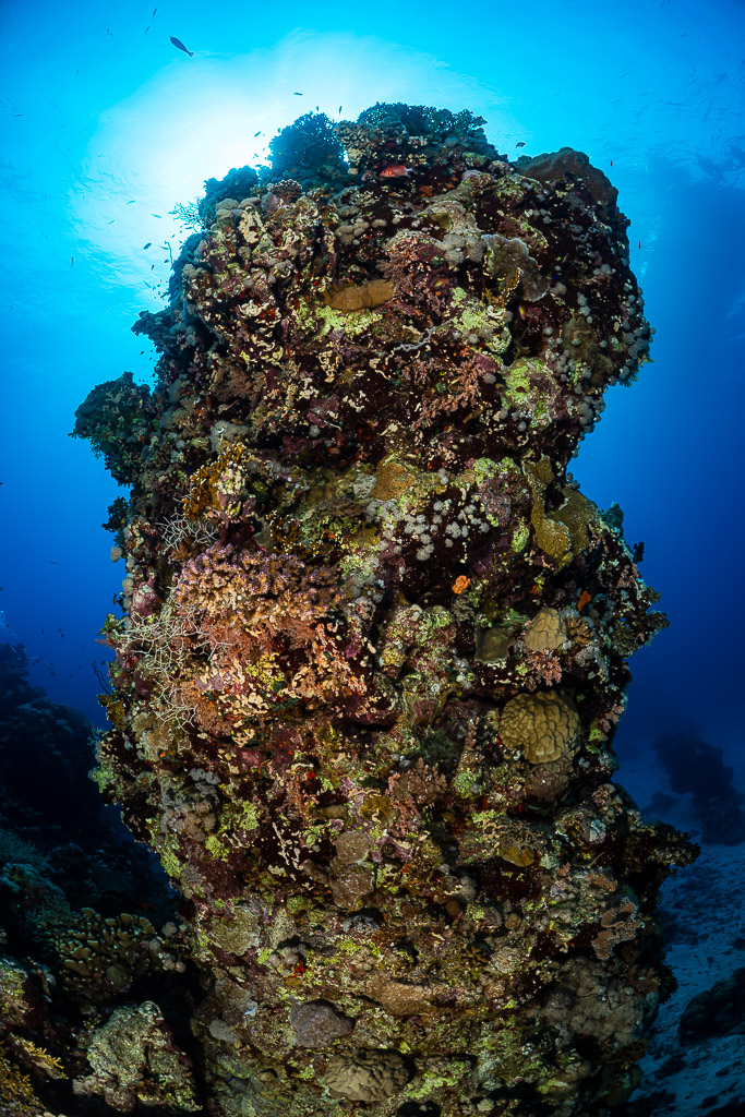Tall coral pillar backlit by the sun, vertical wide angle, Um Arouk, Red Sea, Egypt