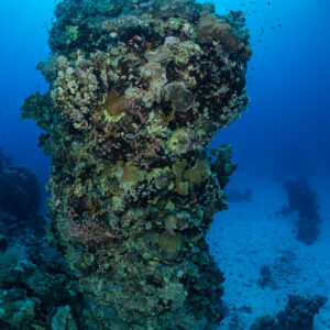 Isolated coral pillar on sandy bottom with sun above, Um Arouk, Red Sea, Egypt