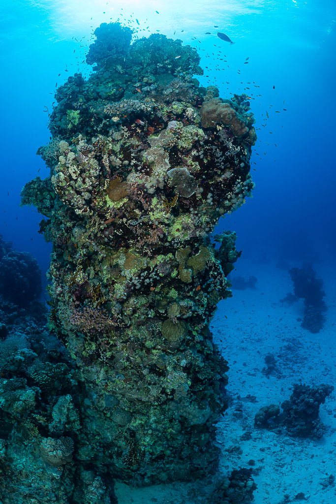 Isolated coral pillar on sandy bottom with sun above, Um Arouk, Red Sea, Egypt