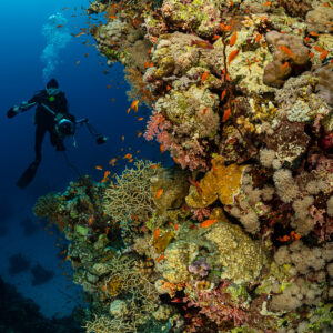Diver swimming past a coral pinnacle covered with soft corals, Um Arouk, Red Sea, Egypt