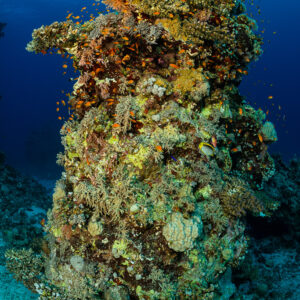 Tour corallienne isolée s’élevant du fond dans le bleu, Um Arouk, mer Rouge, Égypte
