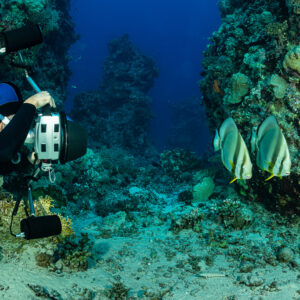 Underwater photographer approaching two batfish near a coral block, Um Arouk, Red Sea, Egypt