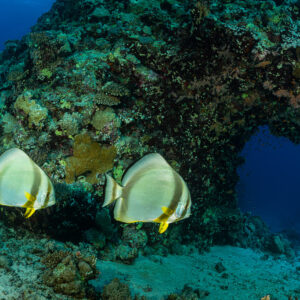 Two batfish swimming side by side under a coral overhang, Um Arouk, Red Sea, Egypt