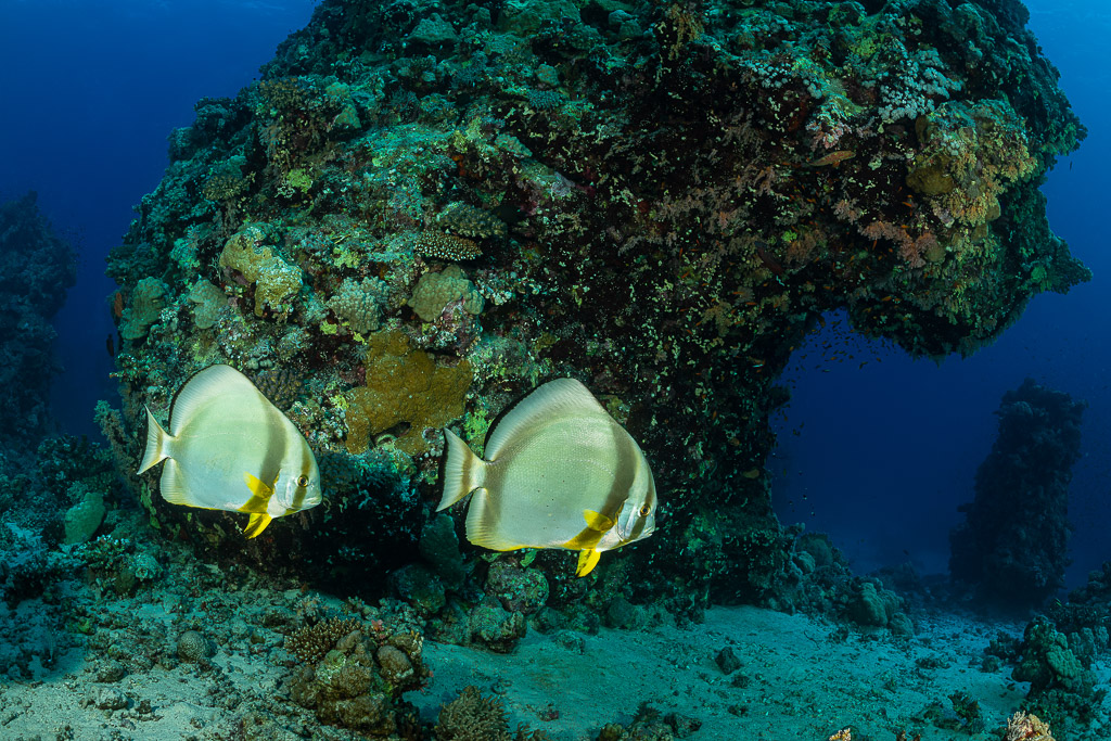 Two batfish swimming side by side under a coral overhang, Um Arouk, Red Sea, Egypt