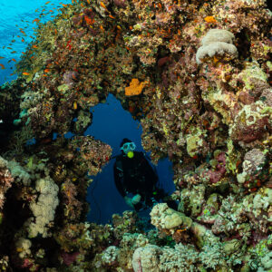 Diver seen through a coral arch on the reef, vertical, Um Arouk, Red Sea, Egypt