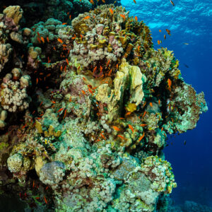 Coral outcrop with anthias against bright blue surface, vertical, Um Arouk, Red Sea, Egypt